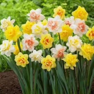 Củ hoa Thủy Tiên Âu mỹ kép cánh trồng đất - nước (thủy sinh, thủy canh)