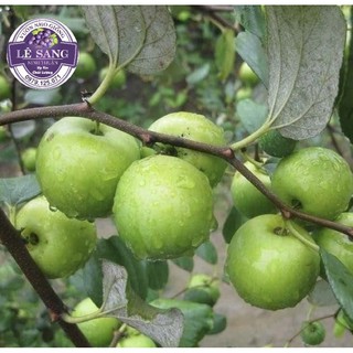 Cây Táo Xanh Giống Thái Dễ Trái. Mua 2 Tặng 1 Phân Bón
