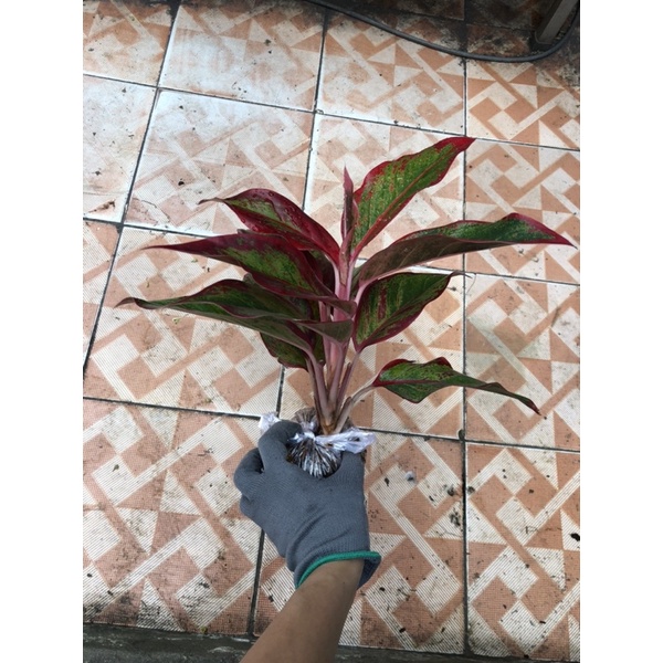 Cây Phú quý lớn