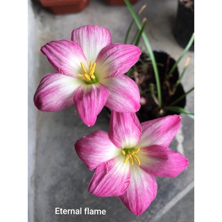 Củ huệ mưa ngoại Eternal flame trắng phớt hồng