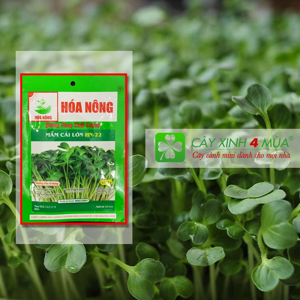 Hạt Giống Mầm Cải Lớn Gói 20g -[&gt;98% Nảy Mầm] - Giống Vàng Chất Lượng