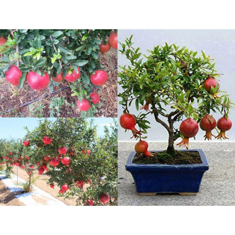 Sản phẩm Cây giống LỰU LÙN (LỰU LÙN BONSAI) + Tặng (0,3kg) phân hữu cơ cao cấp