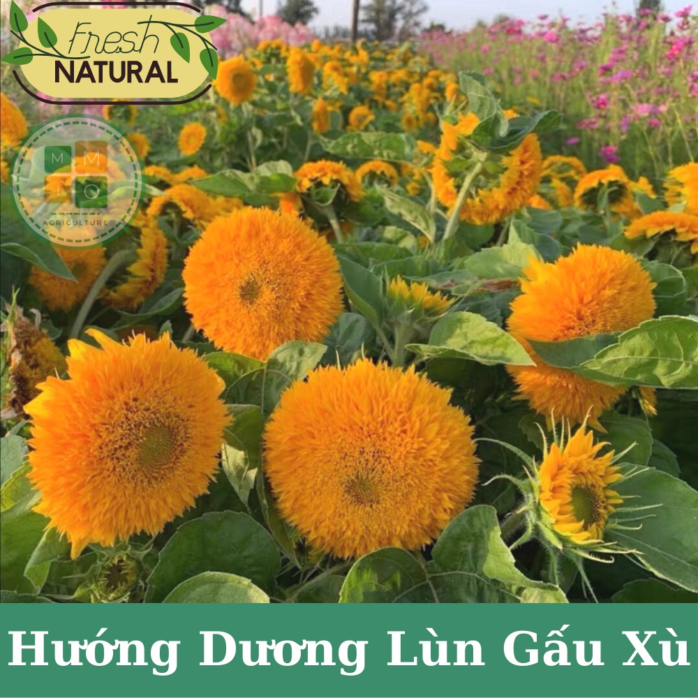 Hạt giống hoa hướng dương lùn gấu xù cánh kép siêu nhiều bông