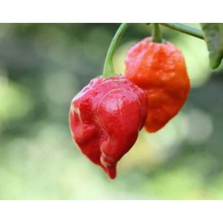 Hạt giống ớt mặt quỹ tặng viên nén kích thích
