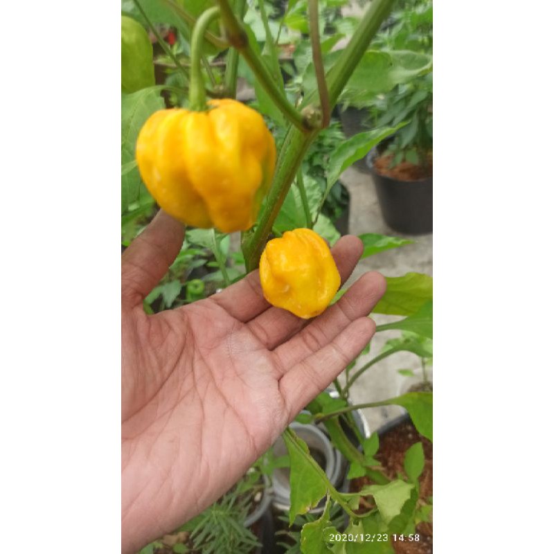 hạt ớt HABANERO VÀNG ( LEMON HABANERO)