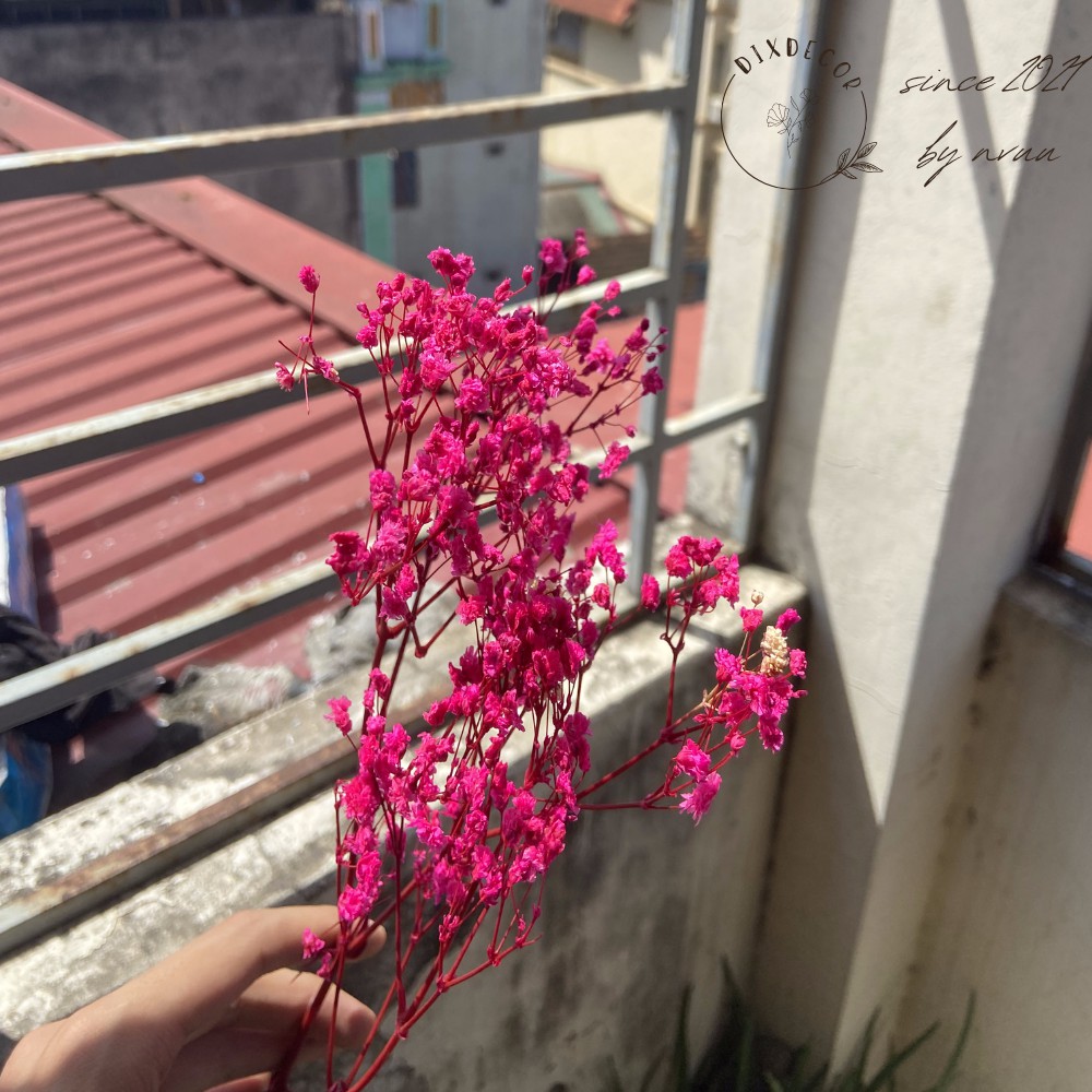 Hoa Baby Khô Trang Trí - Gypsophila Hồng Nhạt Bó 10Gr
