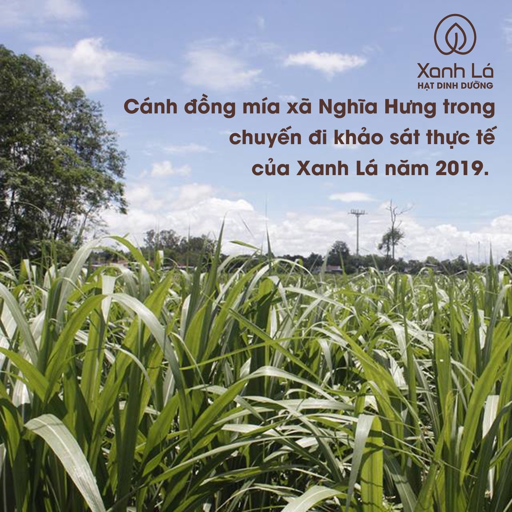 Đường phèn vàng mật mía Nghệ An kết tinh tự nhiên  Xanh Lá nguyên bản, vị ngọt dịu thanh mát để nấu chè, chưng tắc, cam