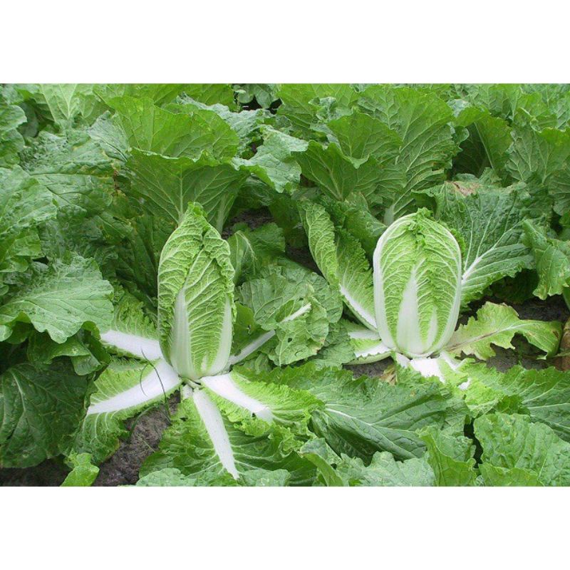 Hạt giống rau cải thảo lai f1, dễ trồng, năng suất cao, gói 0.5gr
