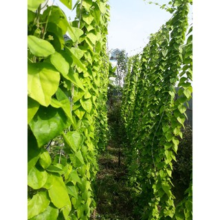 4 cây giống Sương Sâm lông