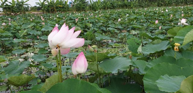 Hạt giống sen hồng 20 hạt