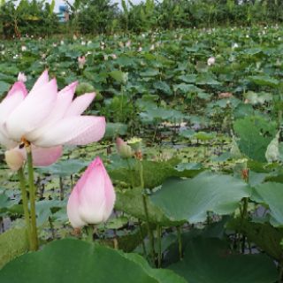 Hạt giống sen hồng 20 hạt-100 hạt