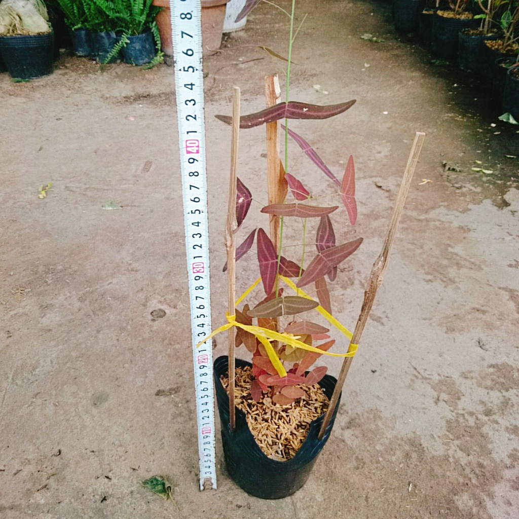 Combo cây cánh bướm