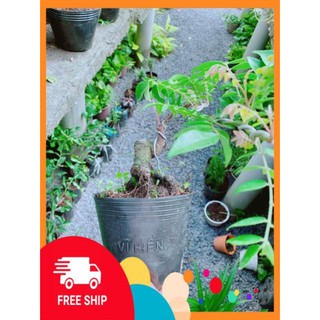 Cây Khế Bonsai