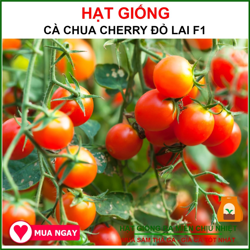 [Giống Sai Trái, Chịu Nhiệt] Hạt Giống Cà Chua Cherry Đỏ Lai F1