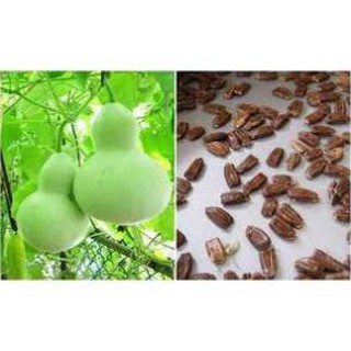 10 HẠT GIỐNG BẦU HỒ LÔ CAO SẢN F1 ( quả to)