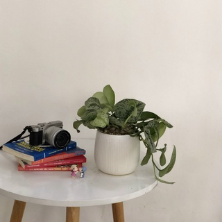 Cây Trầu Bà Lụa để bàn (Cây Scindapsus pictus Exotica)