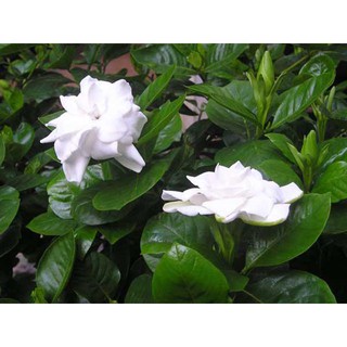 Cây bạc thiên Hương Hoa cực Thơm