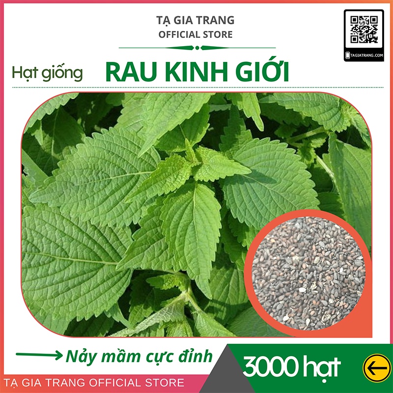 Hạt giống rau kinh giới - Shop hạt giống Tạ Gia Trang