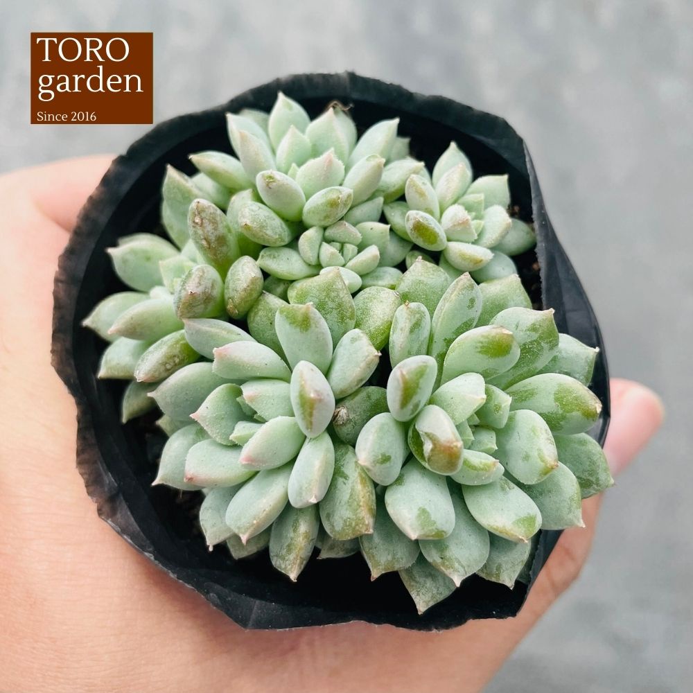 Sen đá dù xanh Đà Lạt size bé cây cảnh trang trí nhà cửa Toro garden