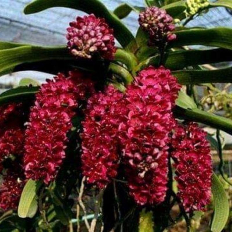 Phân bón cho lan, cây cảnh vua phong lan