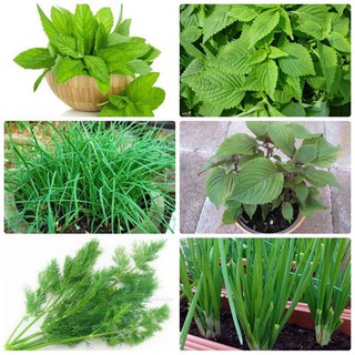 Combo 6 gói hạt giống rau gia vi các loại - tặng 1 gói phân bón - HG1