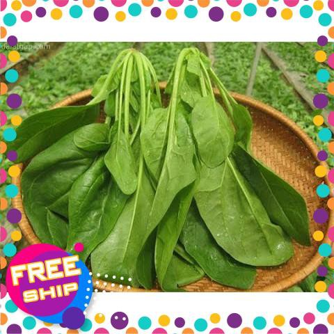 10g Hạt giống Cải Bó xôi TRỢ GIÁ KHUẾN MẠI TẾT