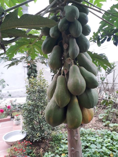 Quả đu đủ xanh -2kg/sản phẩm