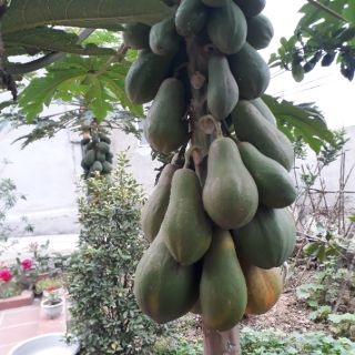 Quả đu đủ xanh -2kg/sản phẩm