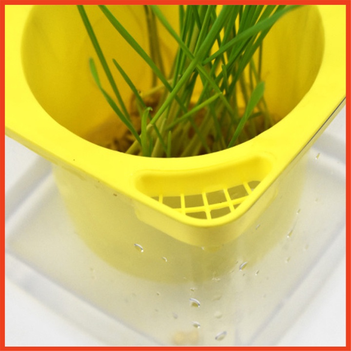 Bộ trồng cỏ lúa mì thủy canh siêu dễ