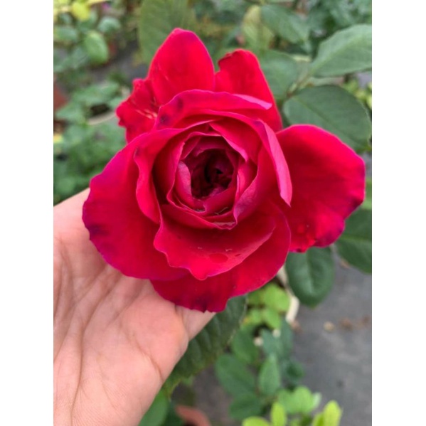 Hoa hồng monnica Belluci