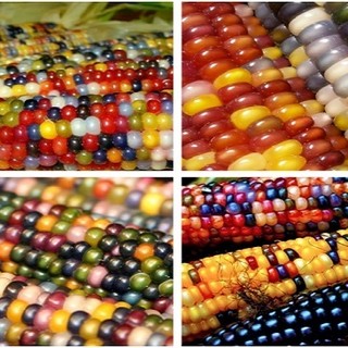 HẠT GIỐNG BẮP NẾP NGŨ SẮC