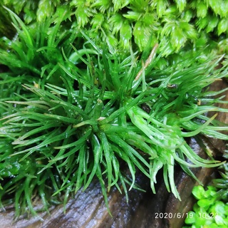 Hộp Rêu cỏ mây làm terrarium