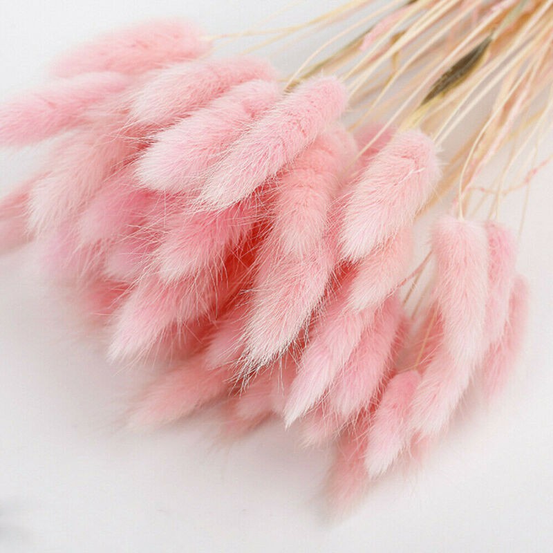 Hoa Đuôi thỏ Bunny tails