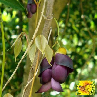 Hoa leo Huyết long 10 hạt