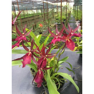 hoa lan: VŨ NỮ NHỆN ĐỎ CHẬU TRƯỞNG THÀNH SẮP HOA