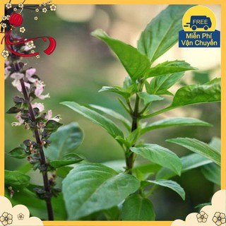 Hạt Giống Húng Quế