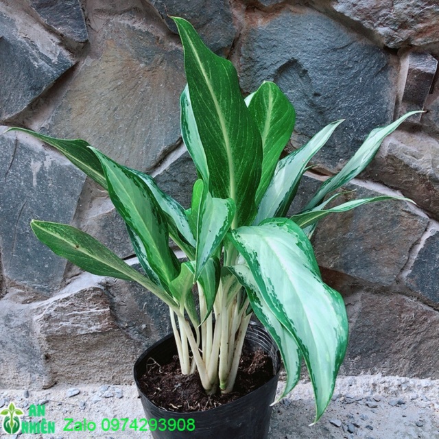 Cây Giữ Tiền Lá Lớn