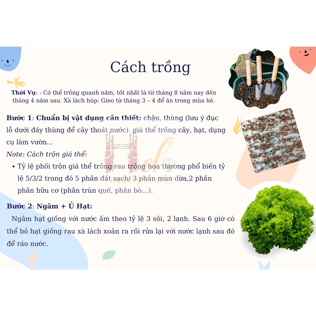 Hạt Giống Rau Xà Lách Xoăn Sư Tử Hạt Đen Chịu Nhiệt, Dễ Trồng- Trồng Hạt Giống Rau Củ Quả Bằng Đất Sạch, Xơ Dừa, Mùn Dừa