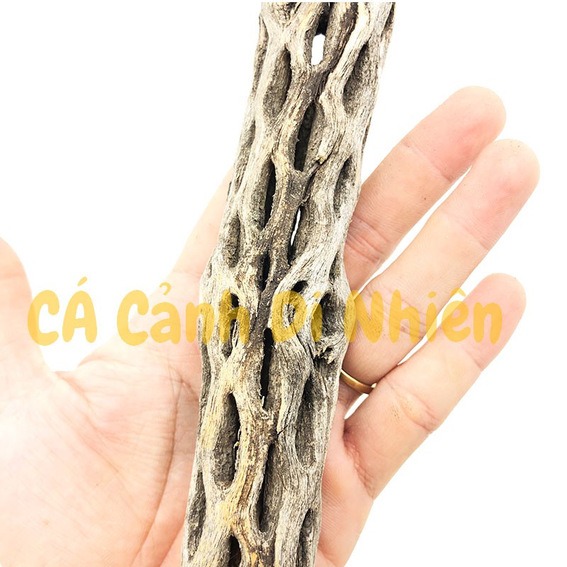 Lũa xương rồng Cholla Cactus size 15 cm chuyên dùng cho tép cảnh