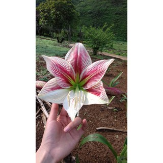 Củ giống baby hoa huệ tây - Glee
