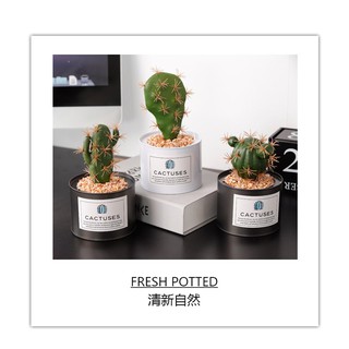 Cây xương rồng