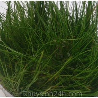 NGƯU MAO CHIÊN_CỎ NỀN KHÔNG CẦN CO2