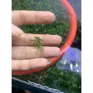 ráy nana petit thái ngọn lẻ