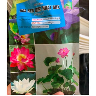 Hạt hoa sen mini Nhật (5 hạt)