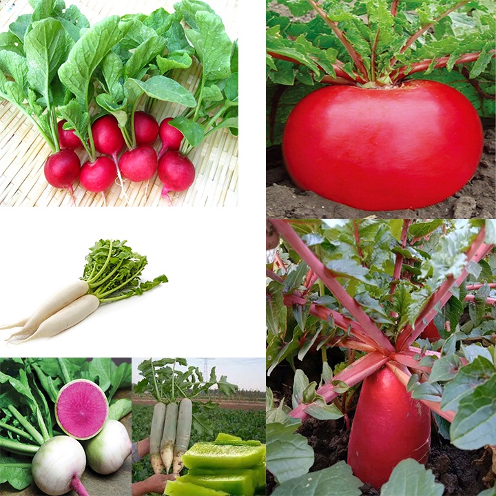 Hạt giống củ cải mix 100 hạt
