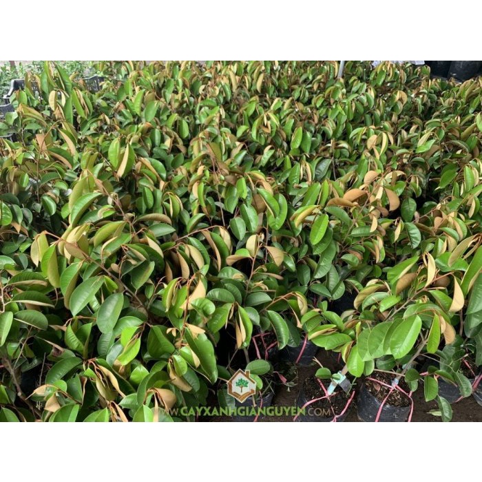 CÂY VÚ SỮA TÍM MICA VỎ MỎNG- CÂY CAO 45-50CM