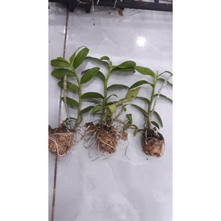 Hoa phong lan phi điệp trắng+ 700g phân thỏ hữu cơ