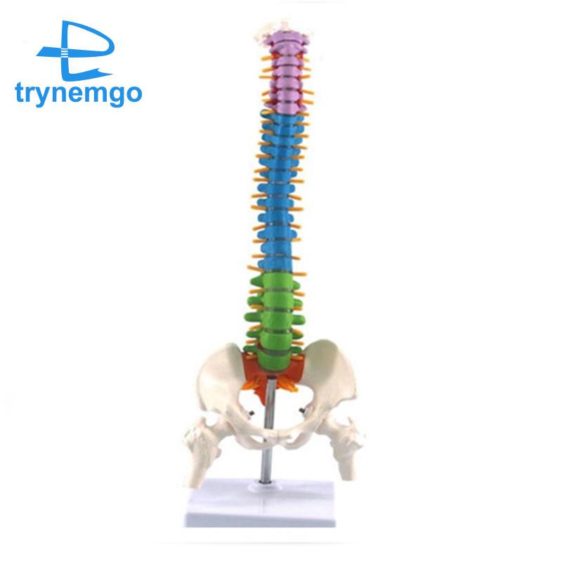 Mô hình cột sống cơ thể người dài 45 cm hỗ trợ giải phẫu
