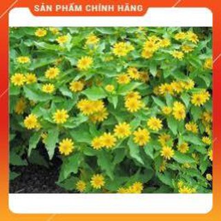 HẠT GIỐNG CÚC MẶT TRỜI GÓI 50 HẠT