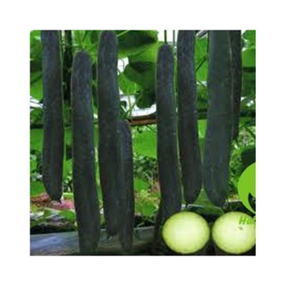 Hạt giống Bí sặt cao sản
